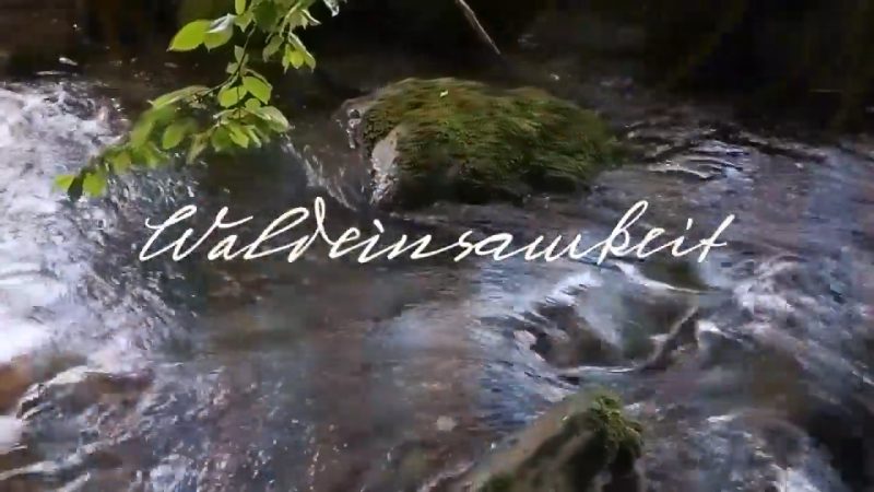 Waldeinsamkeit. Fernab. Nur die Klänge der Natur. – Dadanaut