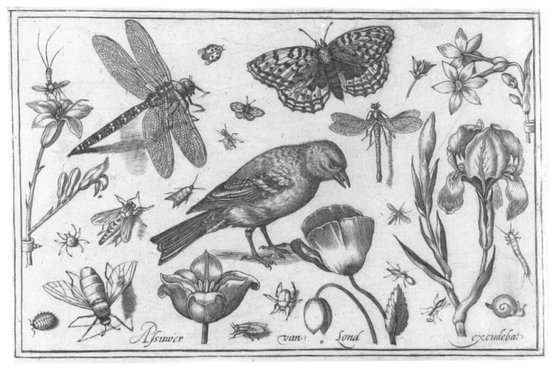 Animals